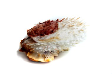 Spondylus varians