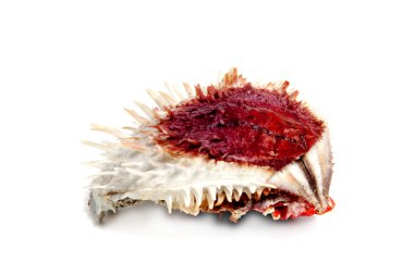 Spondylus varians