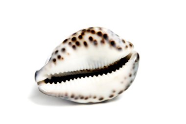 cypraea tigris