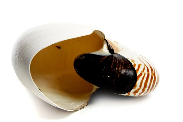 Nautilus repertus — Stock Photo, Image