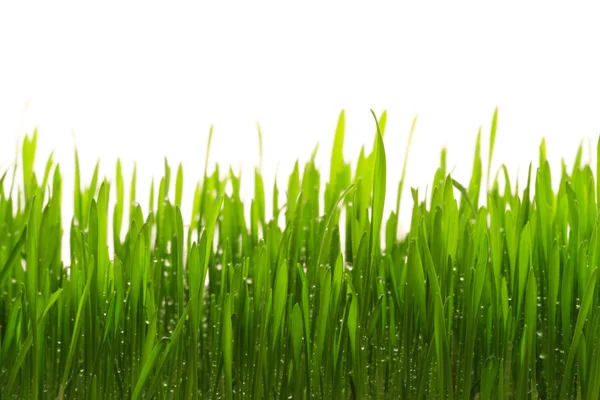 stock image Green grass