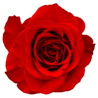 Red rose clipart