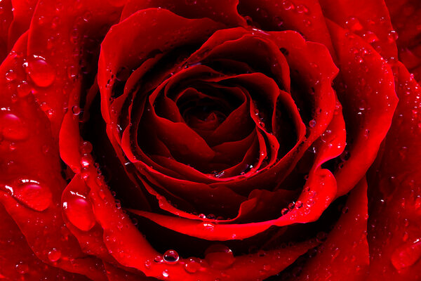 Close-up of red rose with water drops