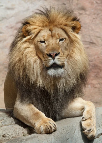 Lion male — Stock Photo, Image