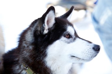 Bir köpeğin portresi.