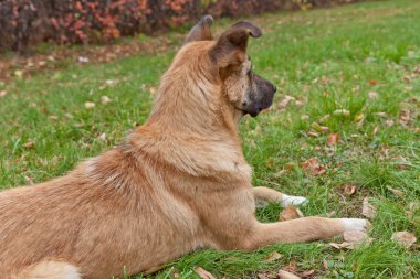 köpeğe bir Kayran