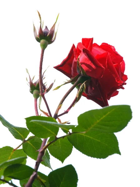 Röd ros blomma — Stockfoto