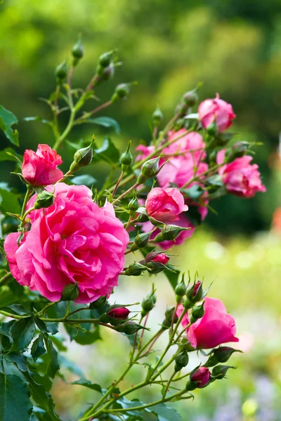 Rosa rosa flor — Foto de Stock