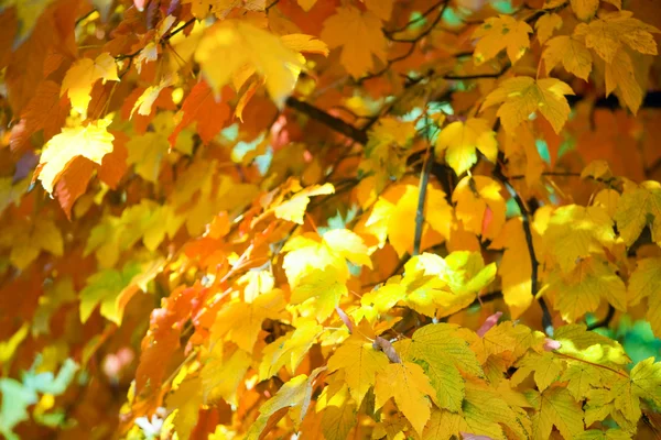 Herfst maple bomen in park — Stockfoto