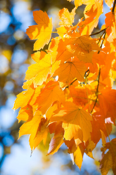 Осенние клёны в парке
