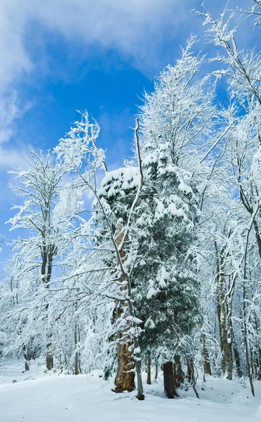 Bosque de invierno —  Fotos de Stock