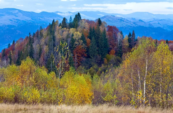 Bosque de montaña de otoño —  Fotos de Stock