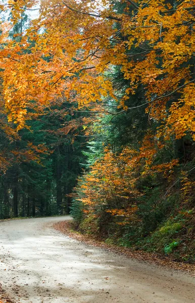 Осенняя дорога в лесу — стоковое фото