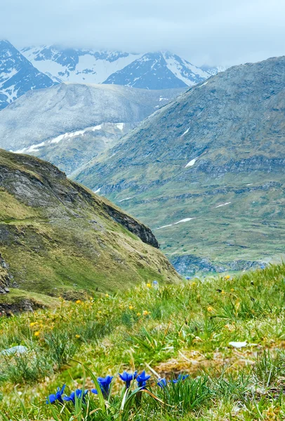 Синие альпийские цветы — стоковое фото