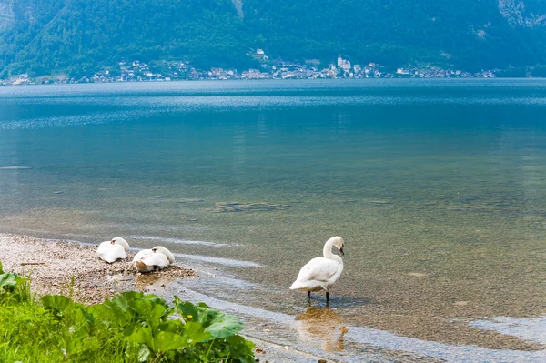 Zwanen op zomer lake — Stockfoto