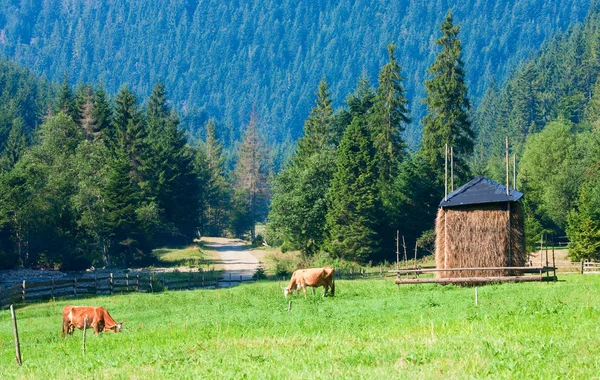 Due mucche sul prato estivo — Foto Stock