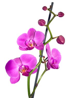 Orchid flower clipart