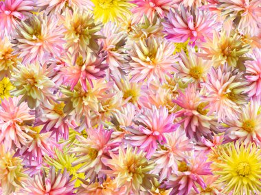 Flowers background clipart