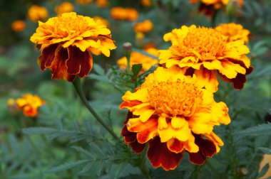 Marigolds clipart