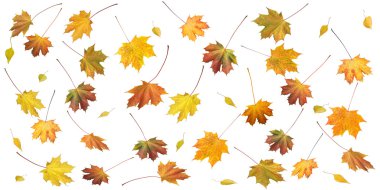 Autumn leafs clipart