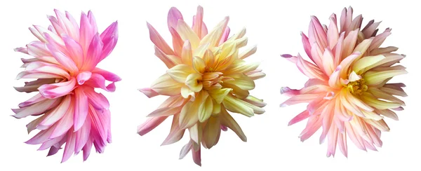 粉红白花 — 图库照片
