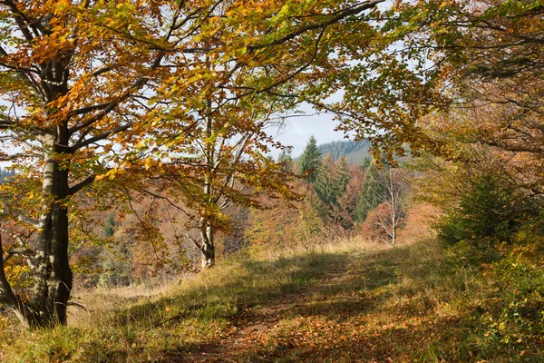 Chemin d'automne — Photo