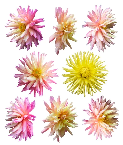 Blumen gesetzt — Stockfoto