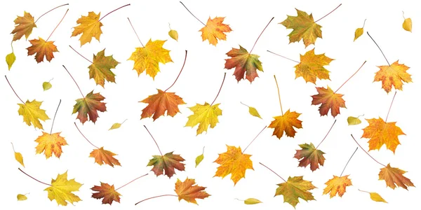 Autumn leafs — Stock Photo, Image