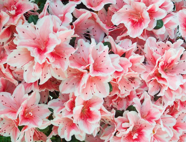Pink azalea background — Stock Photo, Image