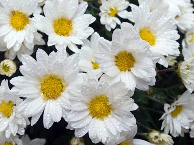 Daisys (5)