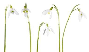 kardelen çiçek izole