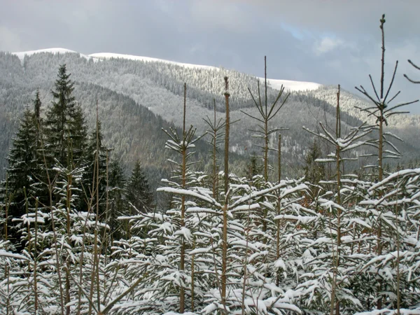 Winter landscape (5) — Stock Photo, Image