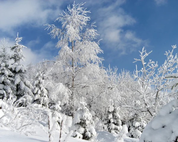 Sprankelende sneeuw (1) — Stockfoto