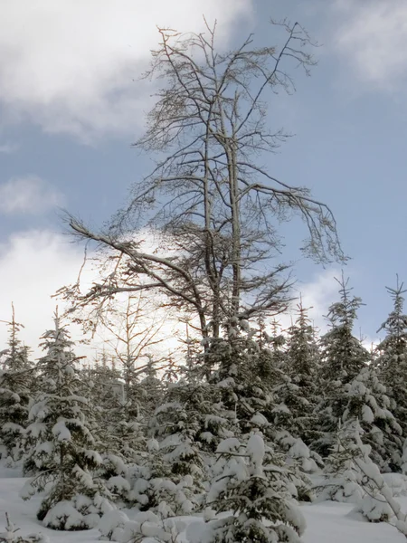 Majestuoso árbol — Foto de Stock