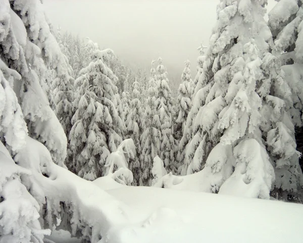 Grossi boschi invernali — Foto Stock