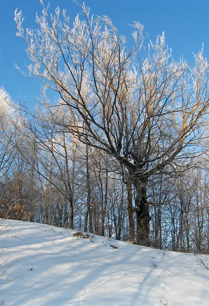 Rimfrost träd — Stockfoto