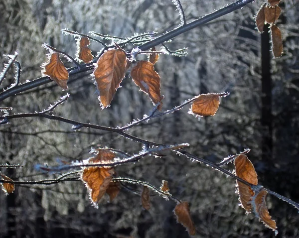 冬の森 (2) — ストック写真
