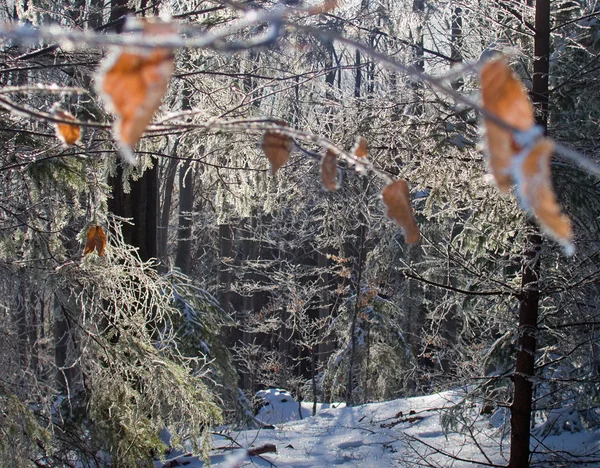 Winter forest (1) — Stockfoto