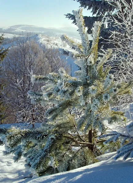 Stock image Winter rime pine