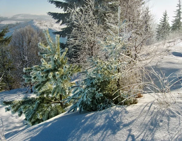 Téli fák — Stock Fotó