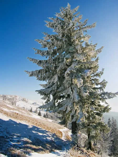 Zimowe Grand jodła — Zdjęcie stockowe