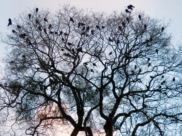 Crows — Stock Photo, Image