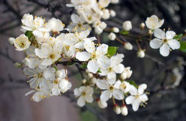 Blossoming twig — Stock Photo, Image