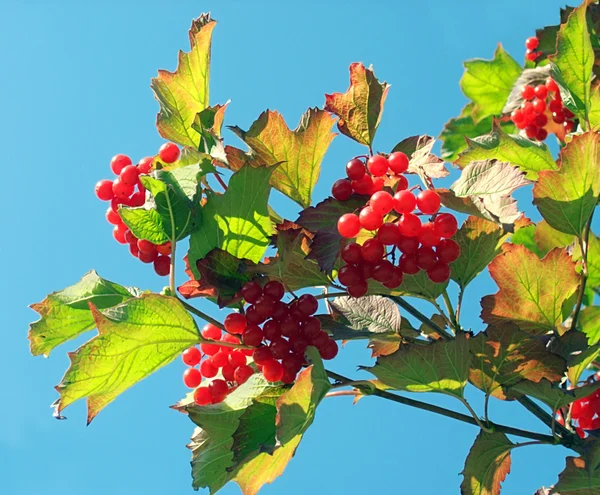 Een sneeuwbal boom 1 takje — Stockfoto