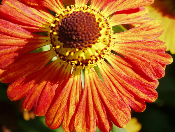 Flor vermelho-amarela 4 — Fotografia de Stock