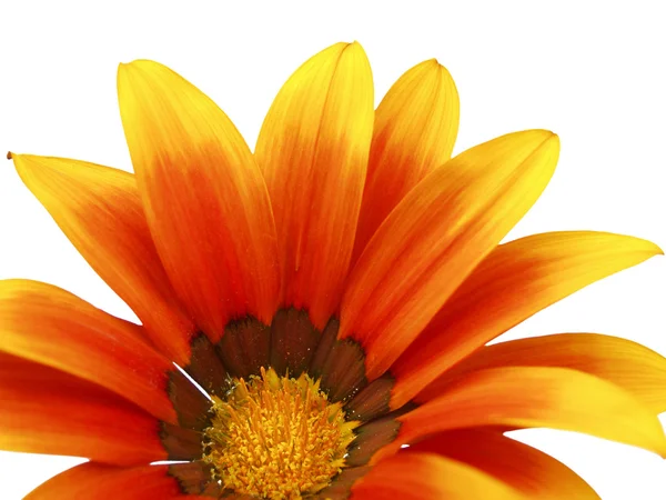 Floare roșu-galben 2 — Fotografie, imagine de stoc