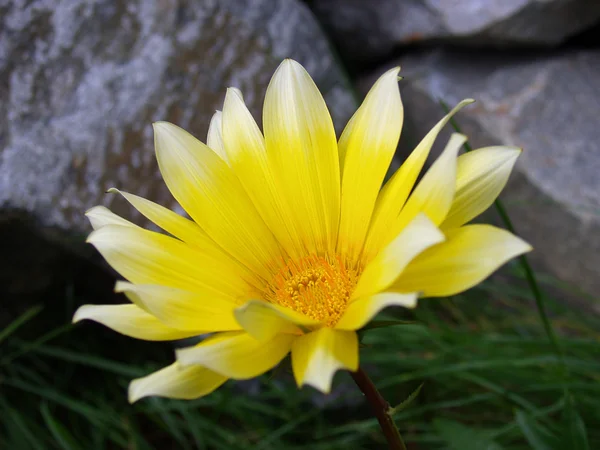 Gele bloem 2 — Stockfoto