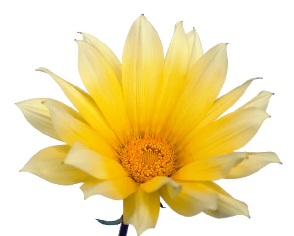 Κίτρινο λουλούδι — Φωτογραφία Αρχείου