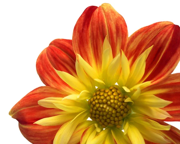 Rood-gele bloem 7 — Stockfoto
