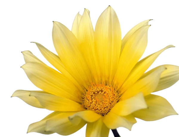 Floare galbenă 1 — Fotografie, imagine de stoc